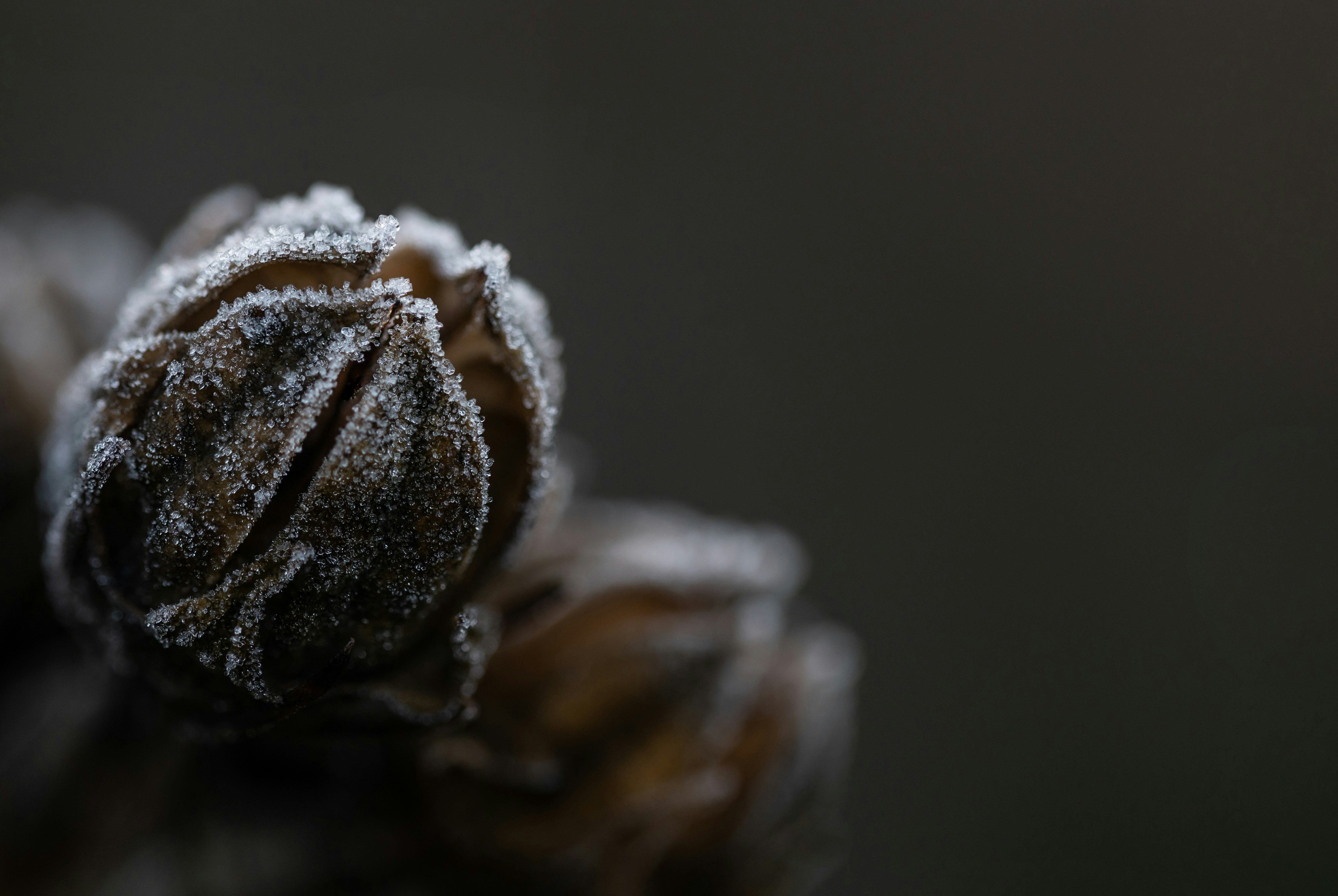 white and brown flower bud in close up photography